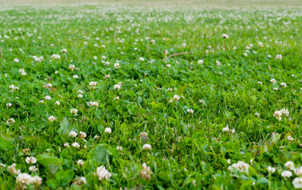 istock field of clovers in summer. background. 987037408