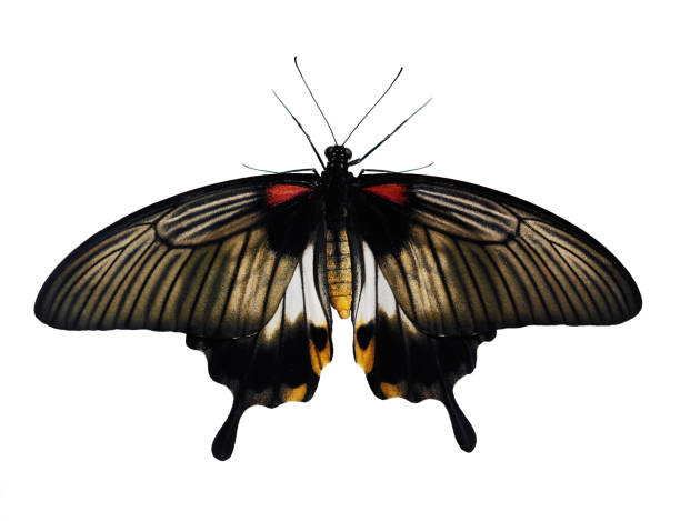 istock The great Mormon butterfly, Papilio memnon, is isolated on white background 987037424