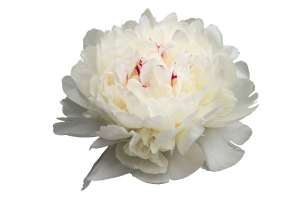 istock White large flower of a peony during active blossoming on a white background. 987038260