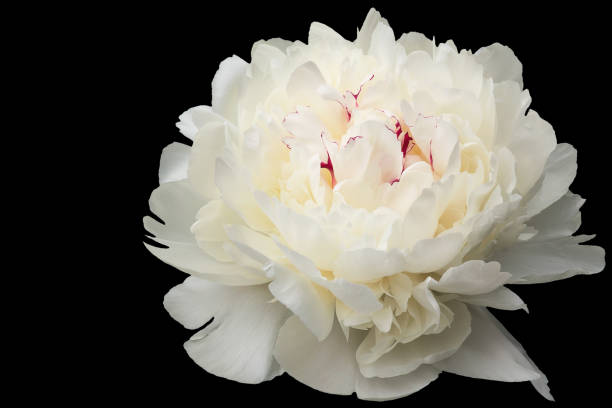 istock Large flower of a white peony during active blossoming on a black background. 987038264