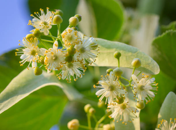 istock linden flowers background on blue sky on a sunny day 987038616
