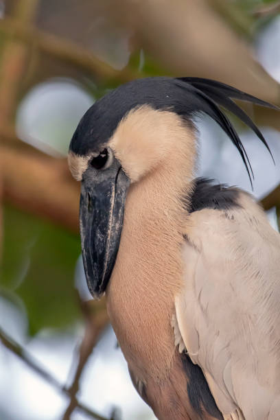 istock Boat-billed Heron in Breeding Plumage in San Blas, Mexico 987040764