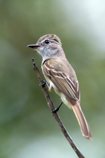 istock FLammulated Flycatcher Facing Right in San Blas, Mexico 987041460