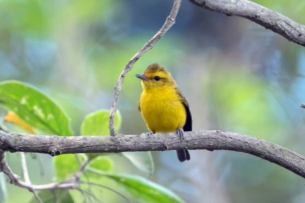istock Golden Vireo Facing the Observer in San Blas, Mexico 987041754