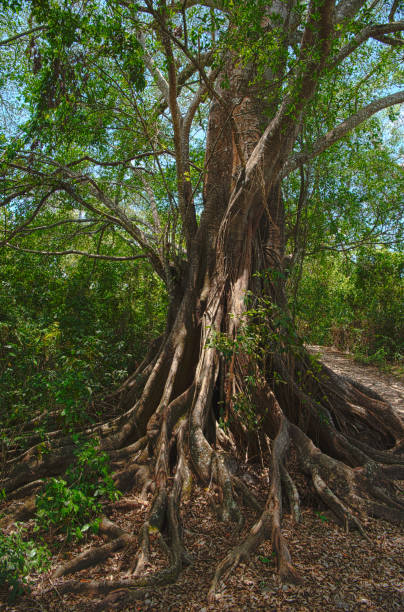 High Dynamic Range photo of a large strangler fig tree (Ficus sp.) in a forest near San Blas, Mexico
