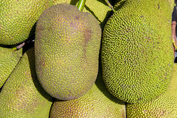 istock Jackfruit for Sale in San Blas, Mexico 987042600