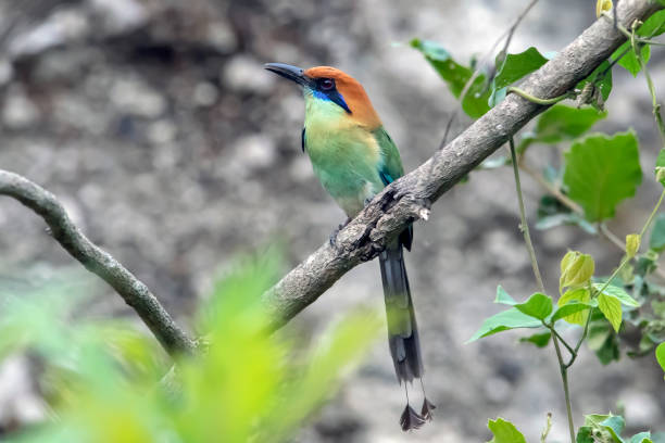 russet krähte motmot auf einem diagonalen stick in san blas, mexiko - sägeracke stock-fotos und bilder