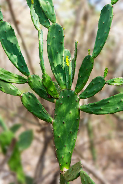 istock Strange Cactus in the Dry Decidous Forest in San Blas, Mexico 987045182