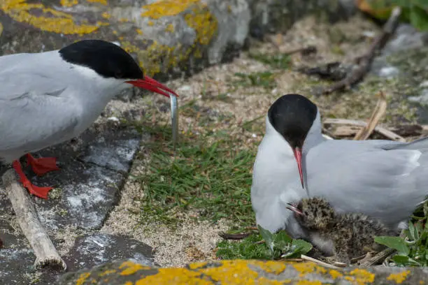 A collection of wildlife photos from Scotland and the Farne Islands in Northumberland England.