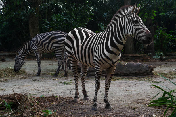 istock Two striped zebras eat hay in the afternoon 987058672