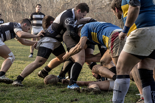 Picture of white young caucasian tall male rugby players confronting in a rugby scrum, during a field training of the Belgrade Partizan team. Also known as scrummage, a scrum is a method of restarting play in rugby that involves players packing closely together with their heads down and attempting to gain possession of the ball