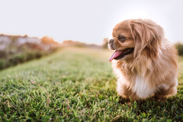 istock Pekingese Dog In Non Urban Scenery 987104308