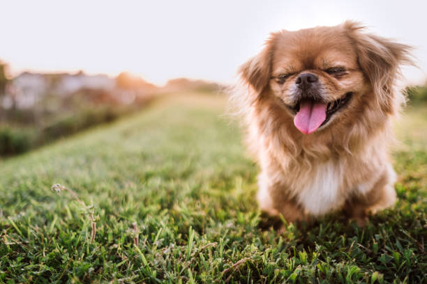 istock Pekingese Dog In Non Urban Scenery 987105074