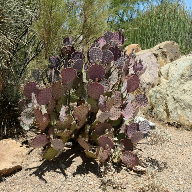 istock Prickly pear cactus in southern Arizona 987111990