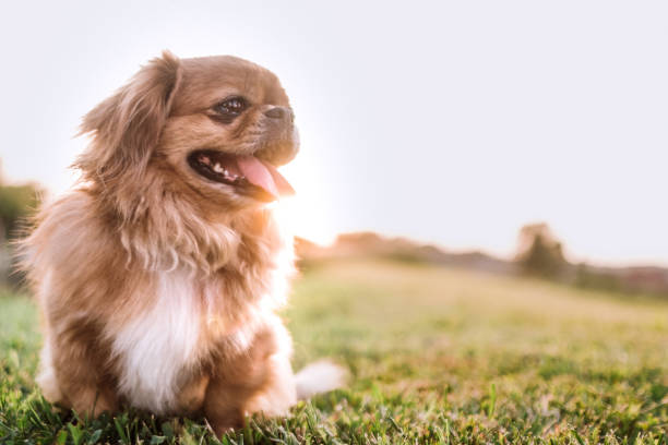 istock Pekingese Dog In Non Urban Scenery 987130258