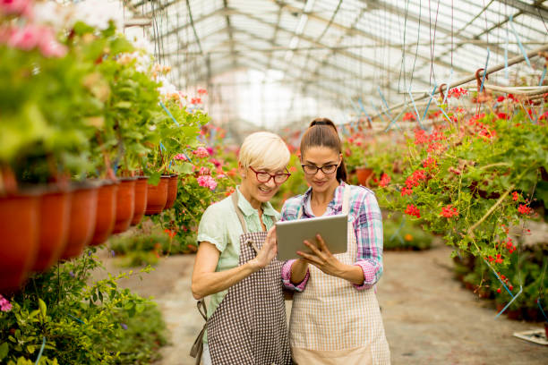 istock Two senior and young  florist women  selecting flowers while looking instructions from a tablet 987143290