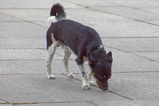istock French dog sniffing the ground 987170810