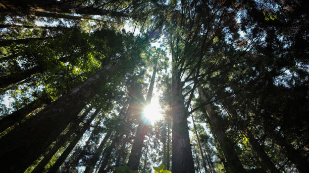 istock Sunsine in the forest 987171620
