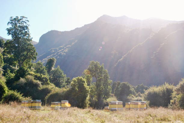 Beehives in Mountains in Summer Beehives in Rural Mountain Scene in Summer beehive new zealand stock pictures, royalty-free photos & images
