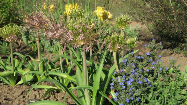 Allium Schubertii stock photo