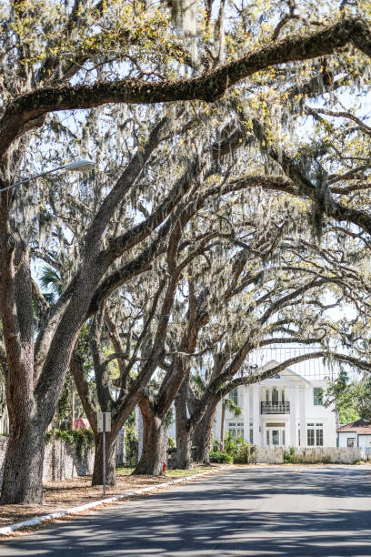 istock Row of Oak Trees in St. Augustine, Florida 987185310