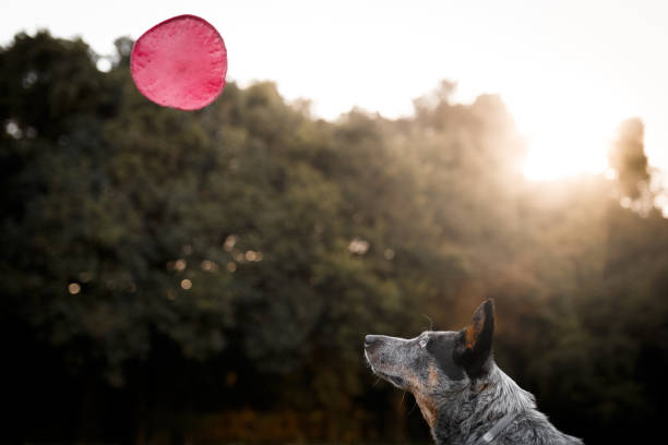 istock Australian cattle dog catching frisbee disc 987190778