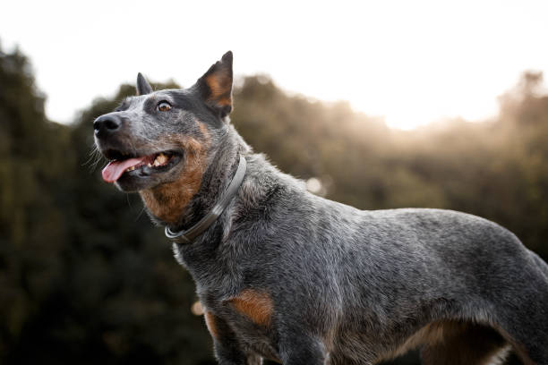 Australian cattle dog portrait