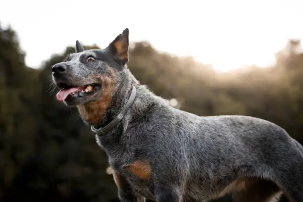 A beautiful australian cattle dog portrait at park