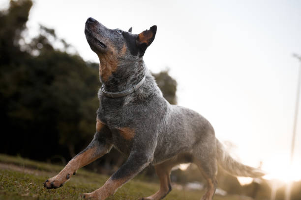 chien de bétail australien attraper disque frisbee - cattle dog photos et images de collection