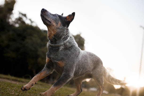 australian cattle dog catching frisbee disc - cattle dog imagens e fotografias de stock