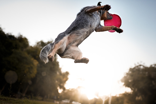 Australian cattle dog catching frisbee disc at park