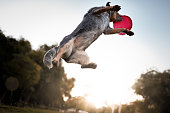 Australian cattle dog catching frisbee disc