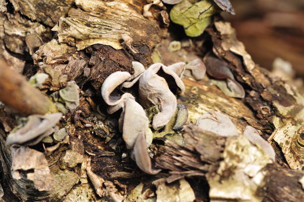 istock Wild mushrooms, in the wild nature 987197152