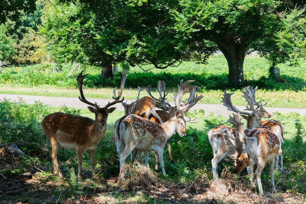 istock Herd spotted deer cross road 987197538