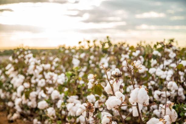 istock Cotton field plantation texture background 987209024