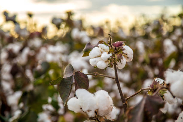 istock Cotton field plantation texture background 987209186