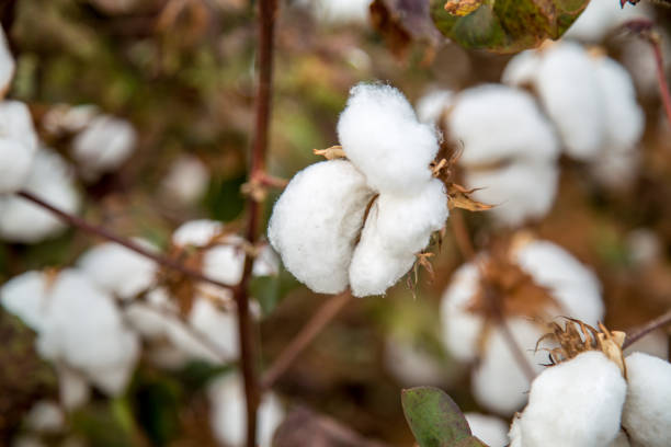 istock Cotton field plantation texture background 987209218
