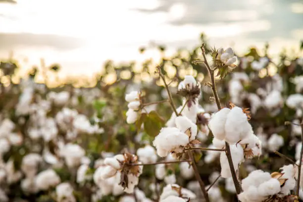 Photo of Cotton field plantation texture background