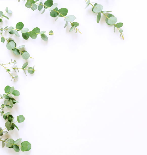 istock frame made of eucalyptus branches on white background. Flat lay, top view. copy space 987219834