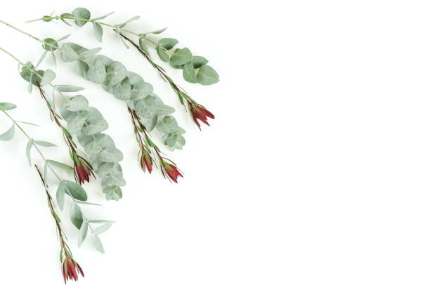 istock frame made of eucalyptus branches on white background. Flat lay, top view. copy space 987219844