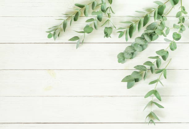 istock frame made of eucalyptus branches on white wooden background. Flat lay, top view. copy space 987220552