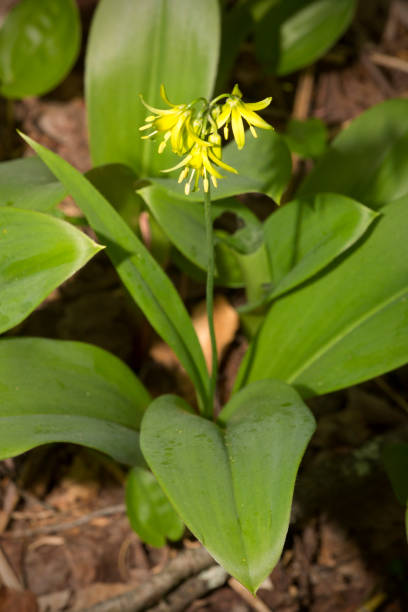 Yellow clintonia flowers at Mt. Sunapee in Newbury, New Hampshire. Yellow flowers of Clintonia borealis, a corn-lily, in the woods at Mt. Sunapee State Park in Newbury, New Hampshire. autotroph stock pictures, royalty-free photos & images