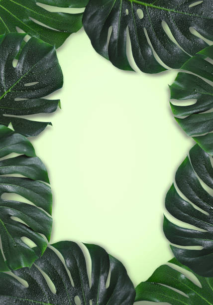 istock Natural green background with a monster leaves frame 987223482