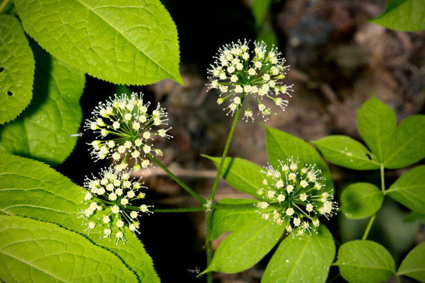 Spherical clusters of white flowers of hobblebush in New Hampshire. Globes of white flowers of wild sarsaparilla, Aralia nudicaulis, at the edge of woods in Mt. Sunapee State Park in Newbury, New Hampshire. autotroph stock pictures, royalty-free photos & images