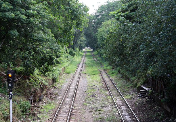 istock Double railroad tracks parallel between the nature of the tree in Myanmar. 987229164
