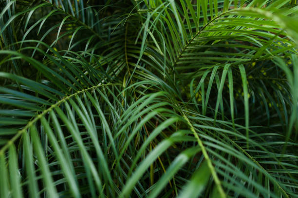istock Tropical deep green foliage background photo 987237860