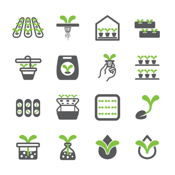 ilustraciones, imágenes clip art, dibujos animados e iconos de stock de conjunto de iconos hidropónico - greenhouse