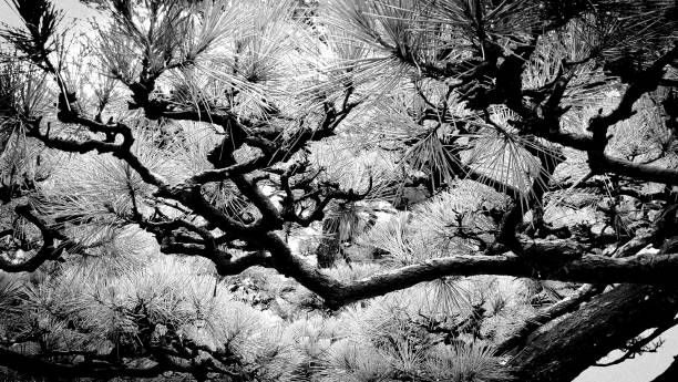 istock Black and white background Japan tree  style 987246174