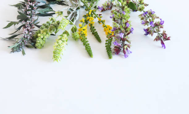 istock Medicinal herbs,Sideritis scardica,Leonurus cardica and Sage isolated on white background. Herbal medicine. Top view, flat lay 987249514