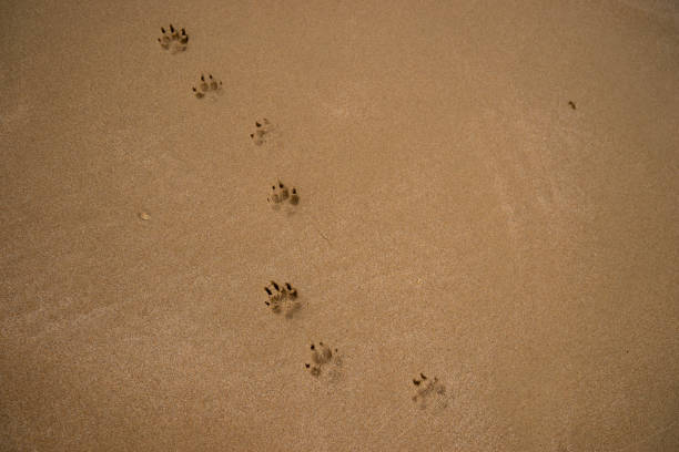 footprints of a small dog tracks on wet sand beach with copy space for text